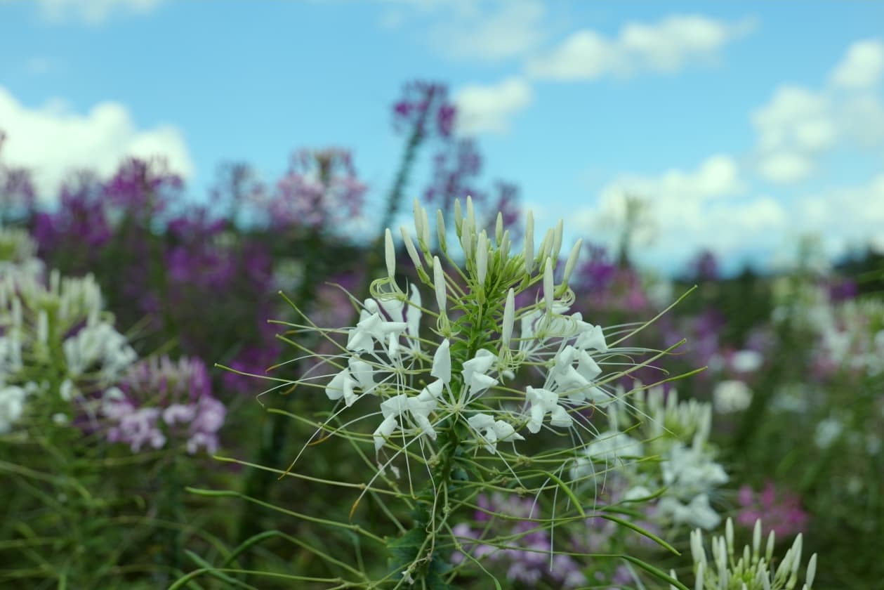 Hokkaido, Japan Pt.1: Furano & Biei photo